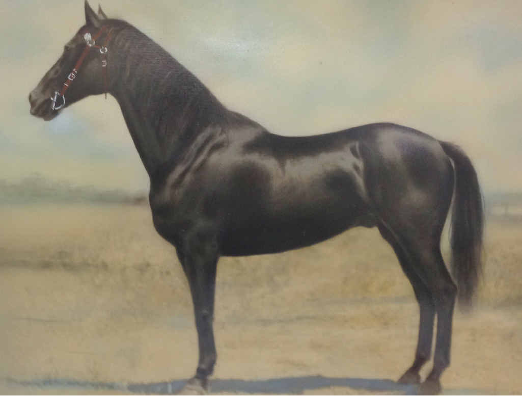 Winner of the 1949 Allora Cup, Tom Cowley’s ‘Nobleman’ Winner of the 1949 Allora Cup, Tom Cowley’s ‘Nobleman’